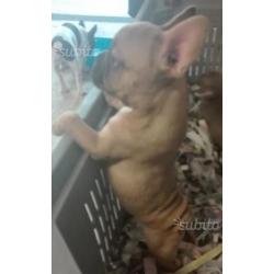 Bulldog francese fulvo
