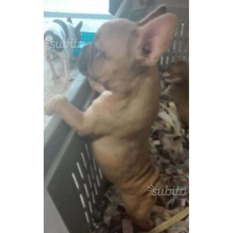 Bulldog francese fulvo