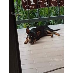 Chihuahua nero focato pelo rasato