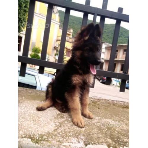 Cuccioli di pastore tedesco