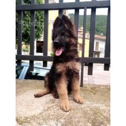 Cuccioli di pastore tedesco