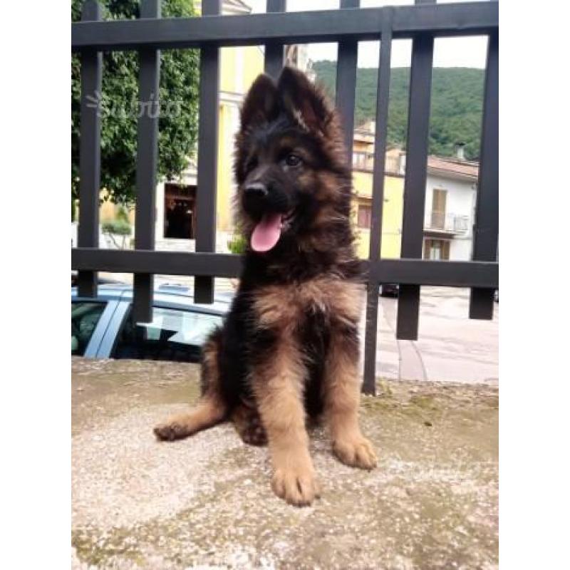 Cuccioli di pastore tedesco