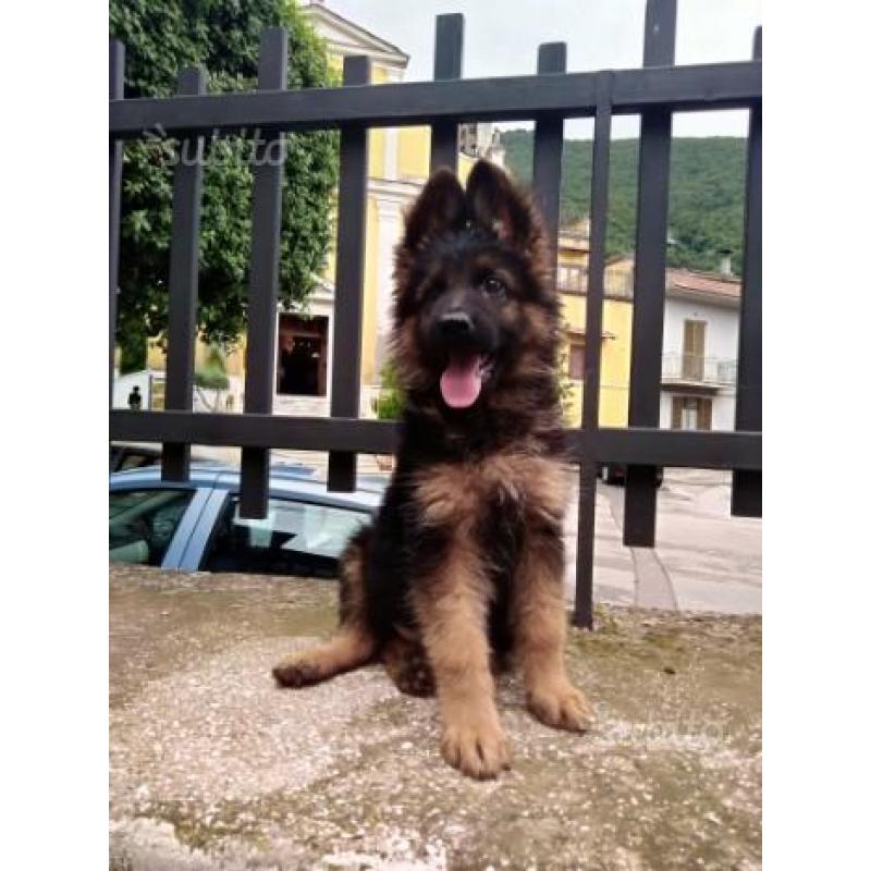 Cuccioli di pastore tedesco