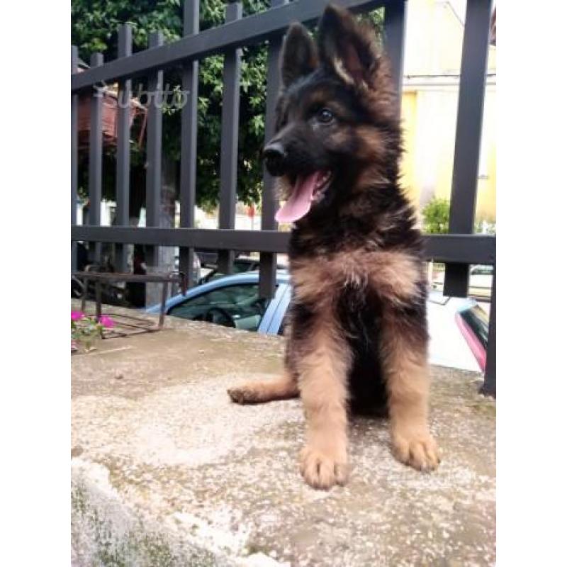 Cuccioli di pastore tedesco