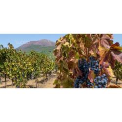 Vino del Vesuvio Originale
