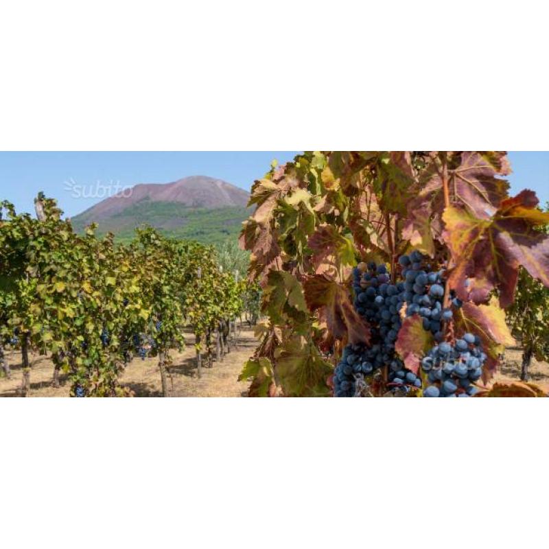 Vino del Vesuvio Originale