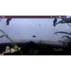 Betta splendes avannotti varie età e misura