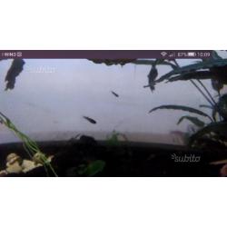 Betta splendes avannotti varie età e misura