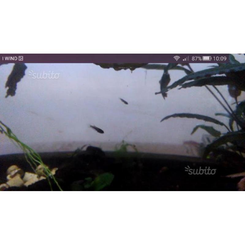 Betta splendes avannotti varie età e misura