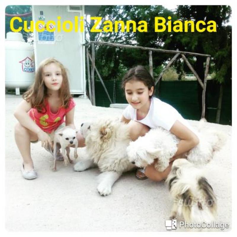 Zanna Bianca Cuccioli .allevamento