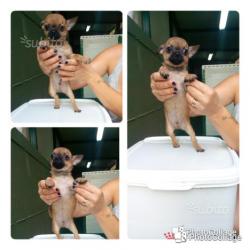 Zanna Bianca Cuccioli .allevamento