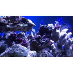Rocce vive per acquario marino 15/kg