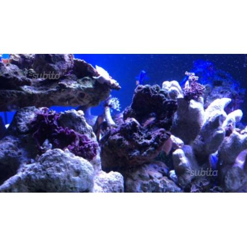 Rocce vive per acquario marino 15/kg
