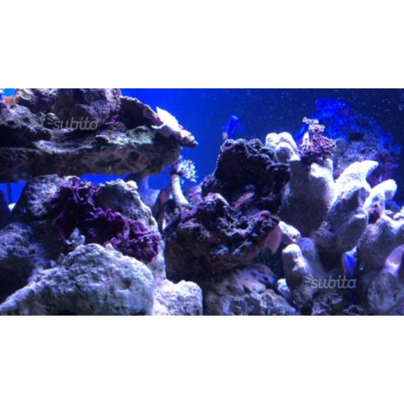 Rocce vive per acquario marino 15/kg