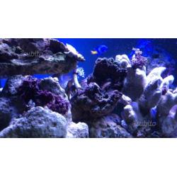 Rocce vive per acquario marino 15/kg