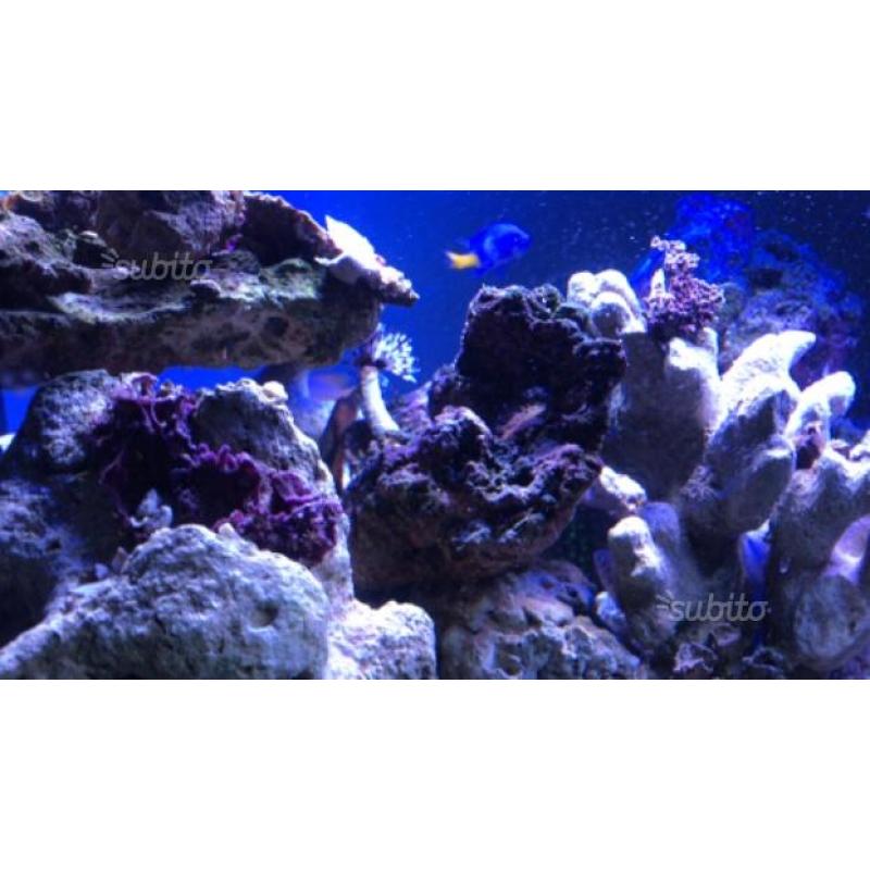 Rocce vive per acquario marino 15/kg
