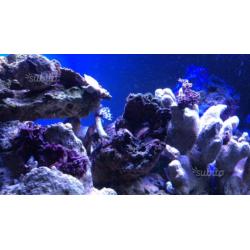Rocce vive per acquario marino 15/kg