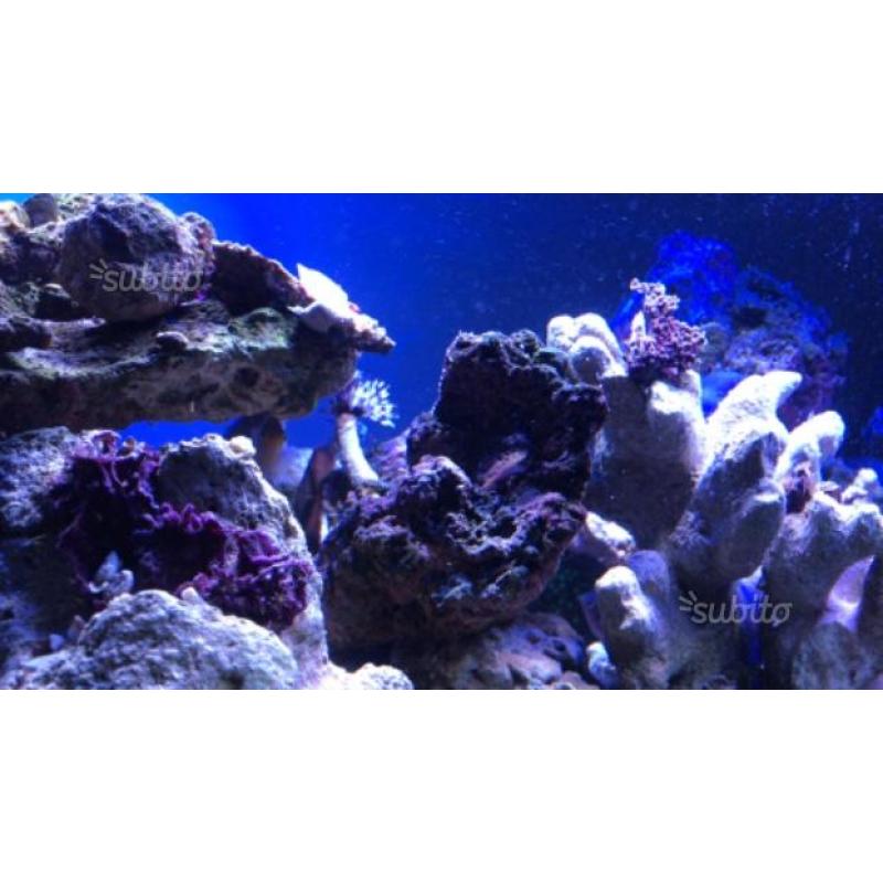 Rocce vive per acquario marino 15/kg
