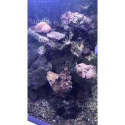 Rocce vive per acquario marino 15/kg