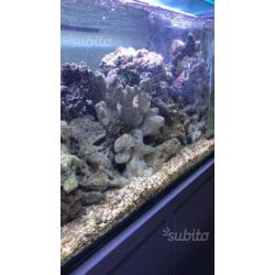 Rocce vive per acquario marino 15/kg