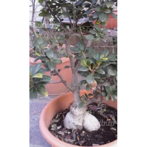 Bonsai+ciliegio