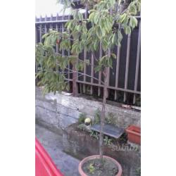 Bonsai+ciliegio