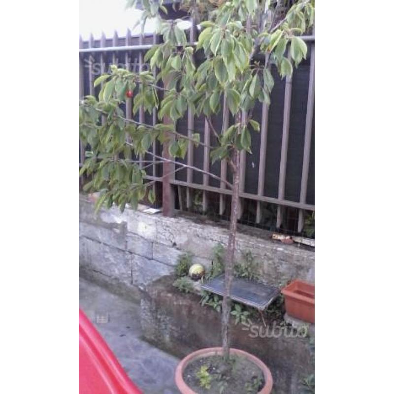 Bonsai+ciliegio