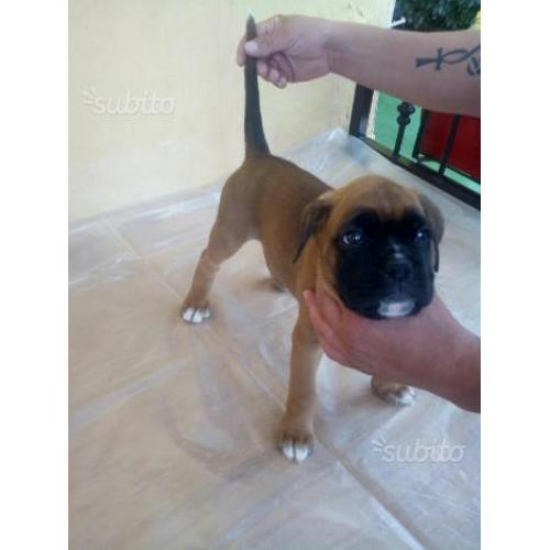 Cuccioli di boxer
