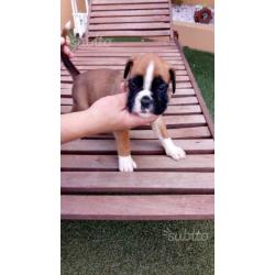 Cuccioli di boxer