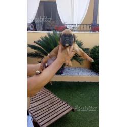 Cuccioli di boxer