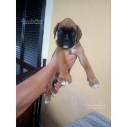 Cuccioli di boxer