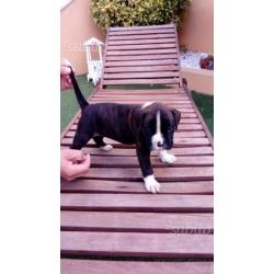 Cuccioli di boxer