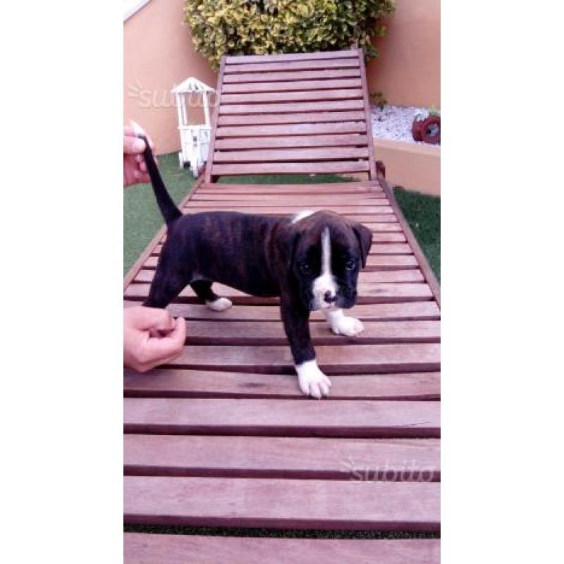 Cuccioli di boxer