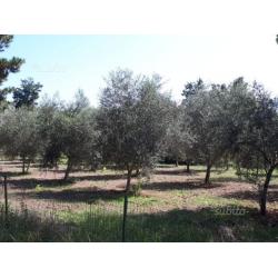 Piante di Ulivo
