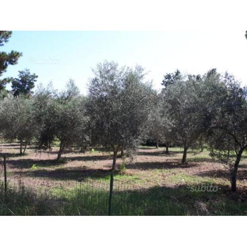 Piante di Ulivo