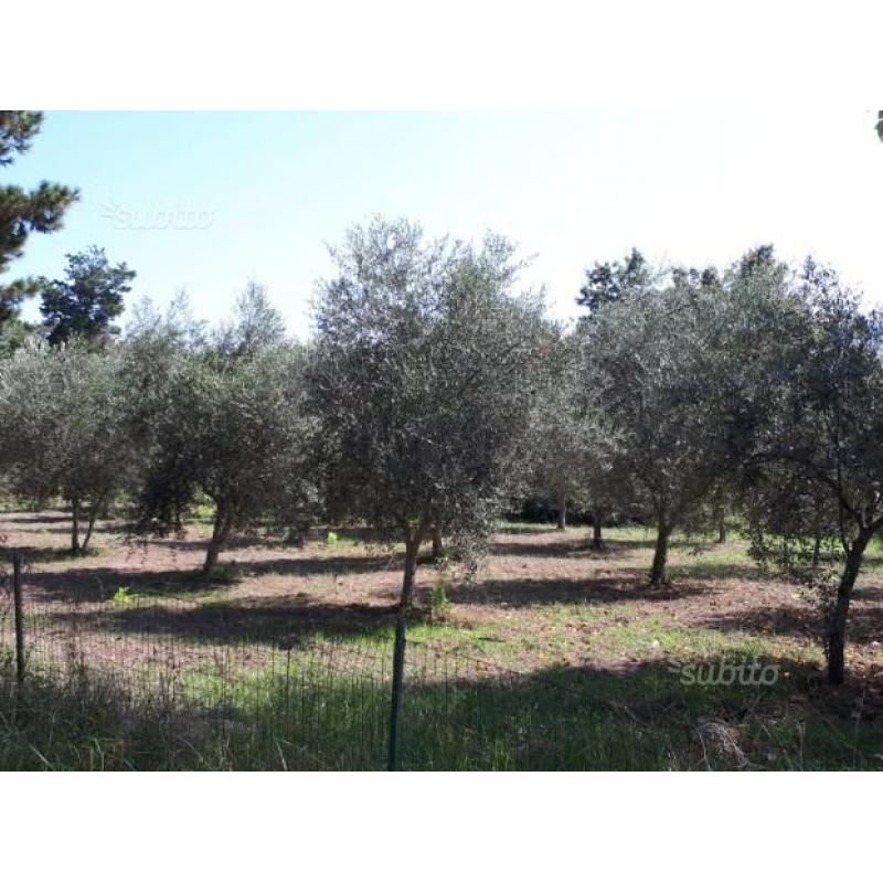 Piante di Ulivo