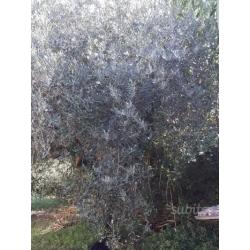 Piante di Ulivo