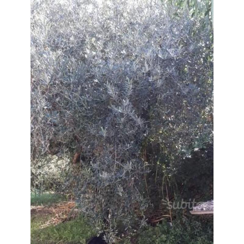 Piante di Ulivo