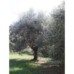 Piante di Ulivo