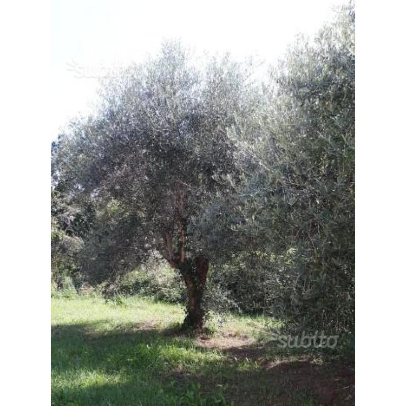 Piante di Ulivo