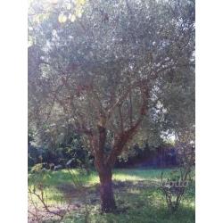 Piante di Ulivo