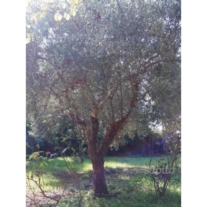 Piante di Ulivo