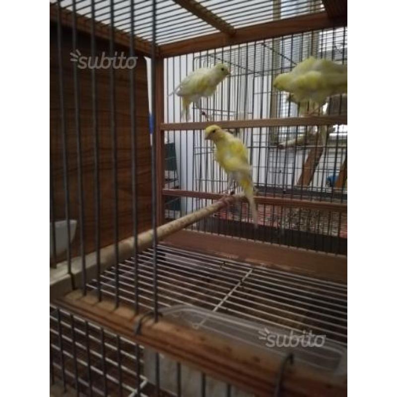 Arricciati del SUD