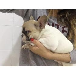 Cucciolata di Bouledogue Français