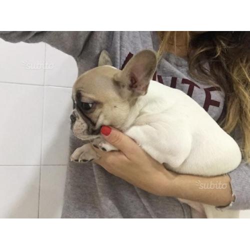 Cucciolata di Bouledogue Français