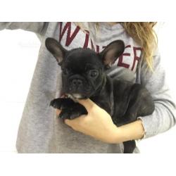 Cucciolata di Bouledogue Français