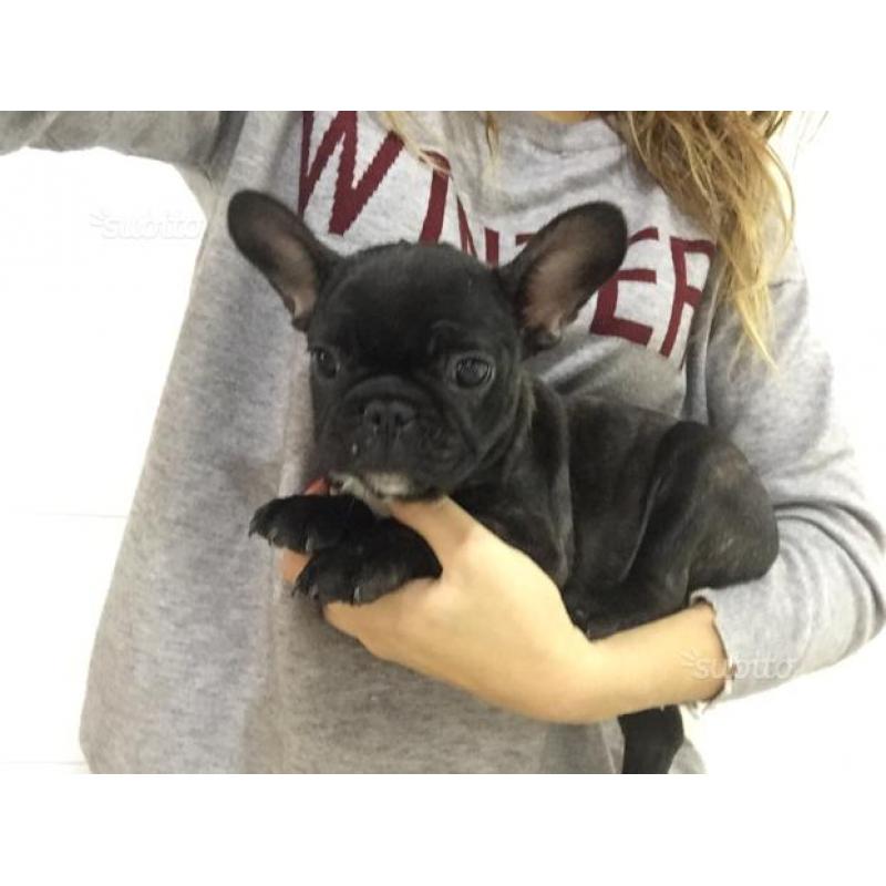 Cucciolata di Bouledogue Français