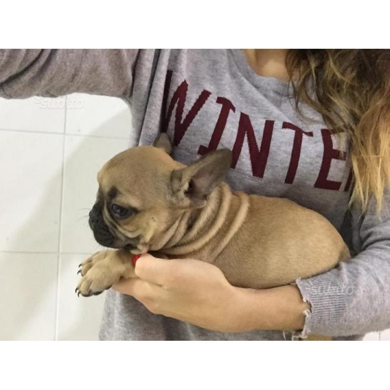 Cucciolata di Bouledogue Français