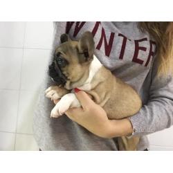 Cucciolata di Bouledogue Français