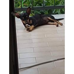 Chihuahua nero focato pelo rasato